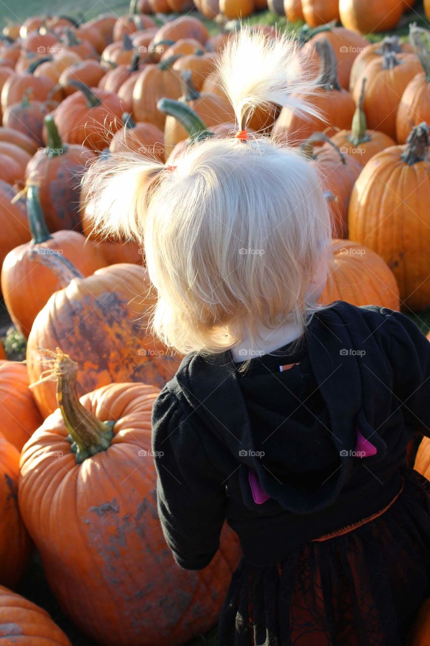 pumpkin season