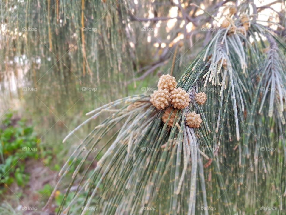 Casuarina Fruit Flowers