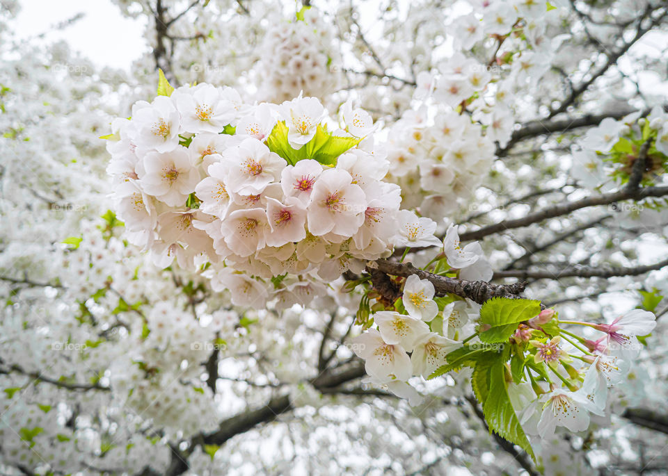 Flowering cherry tree.