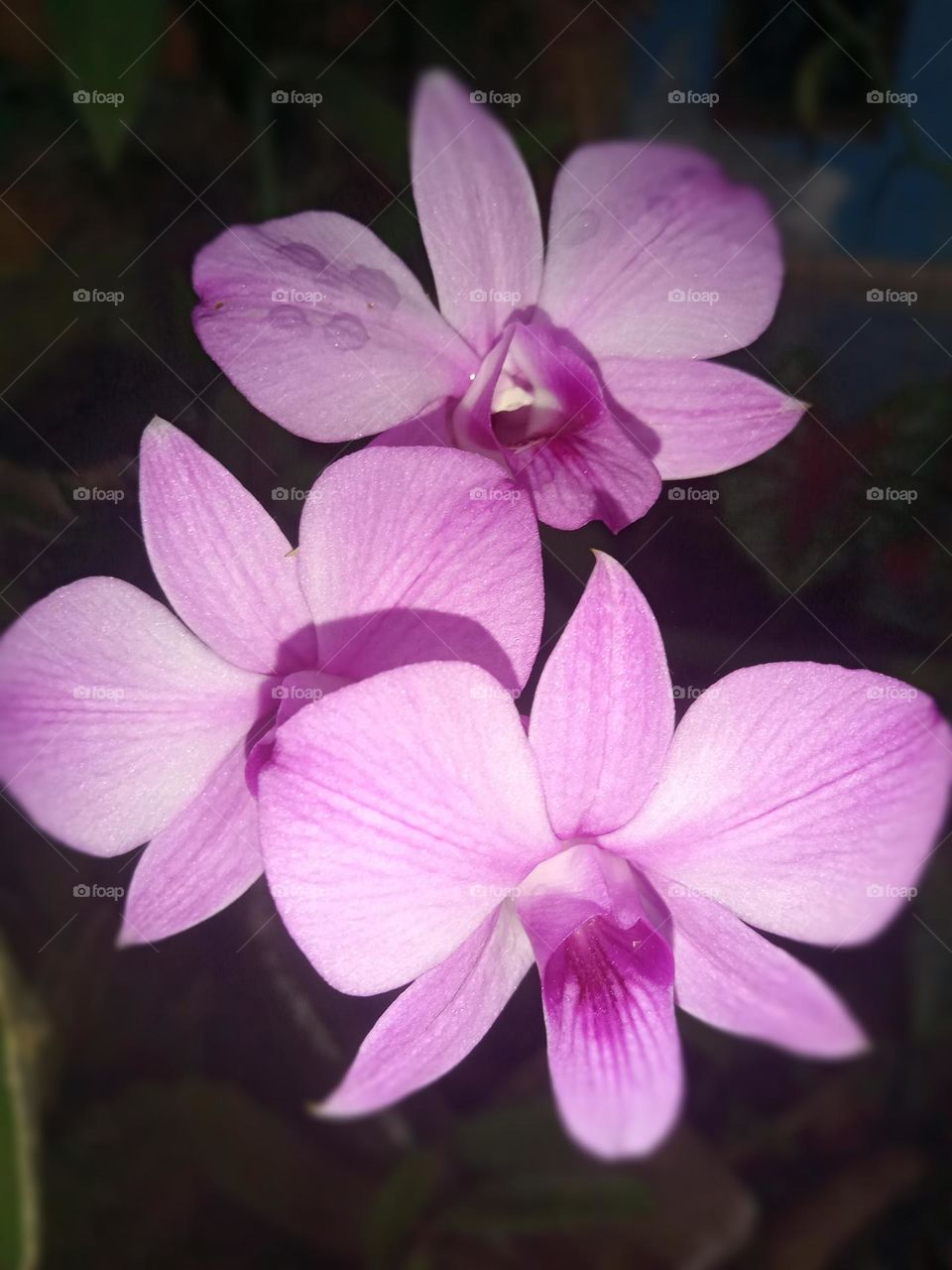 Orchid Flower