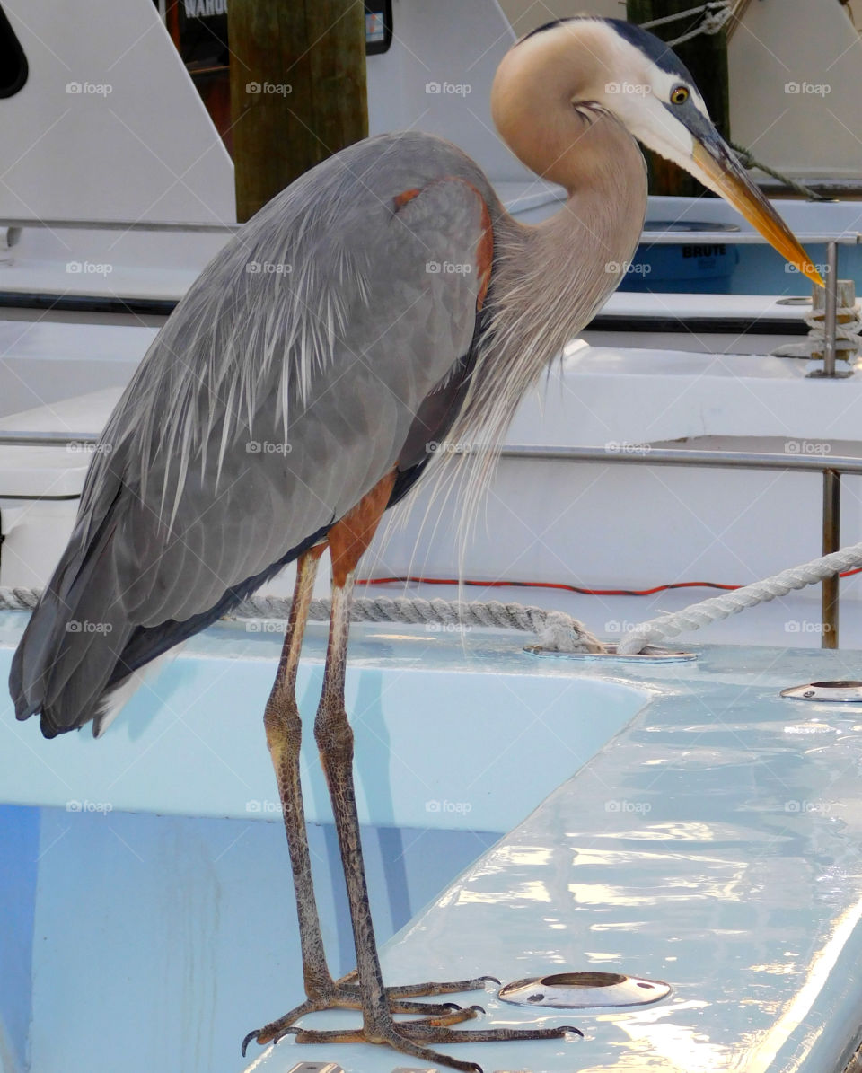 Blue Heron perched on the back of a fishing vessel, looking for his next meal!