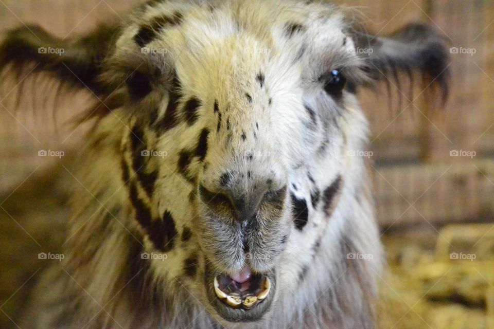 A friendly goat friendly, any cute