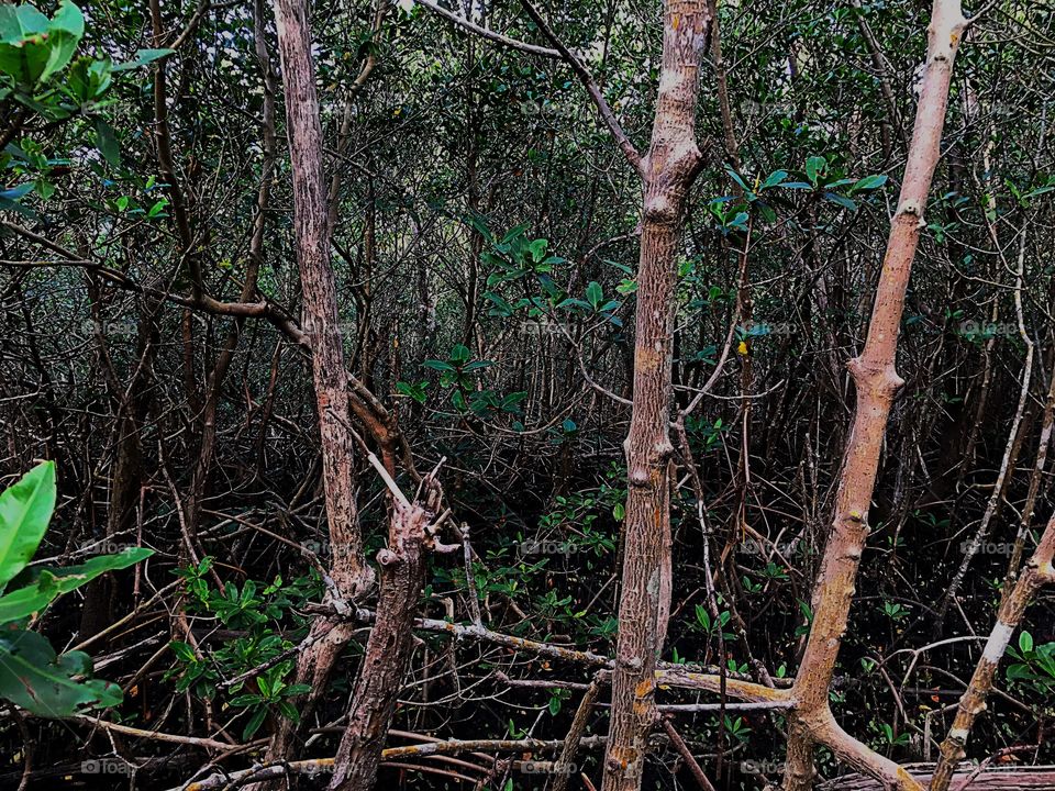 Mangrove forest 