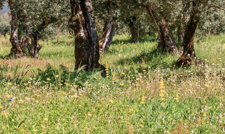 Wildflowers growing in the long grass in a sunny meadow with olive trees