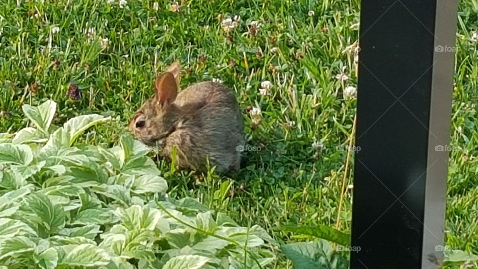 Bunny. Front yard visitor.