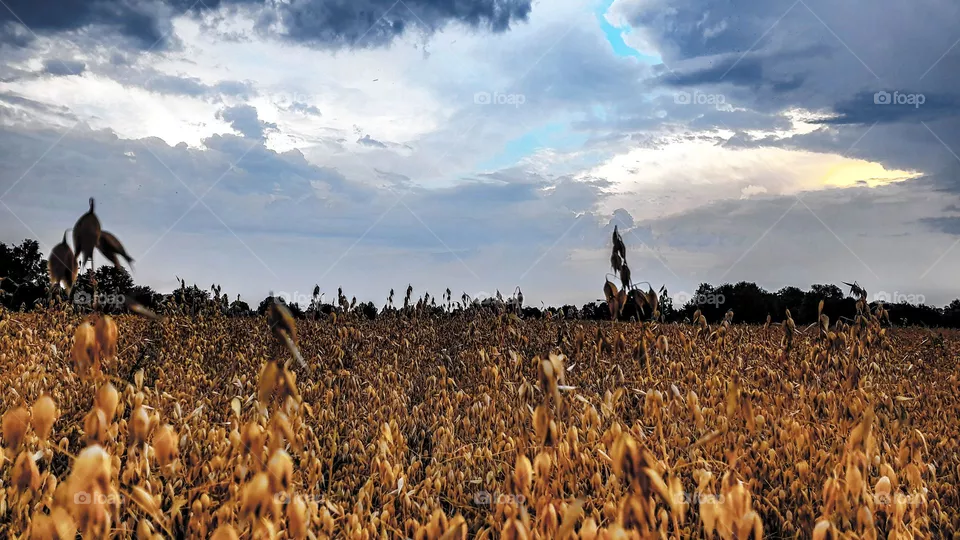 Grain