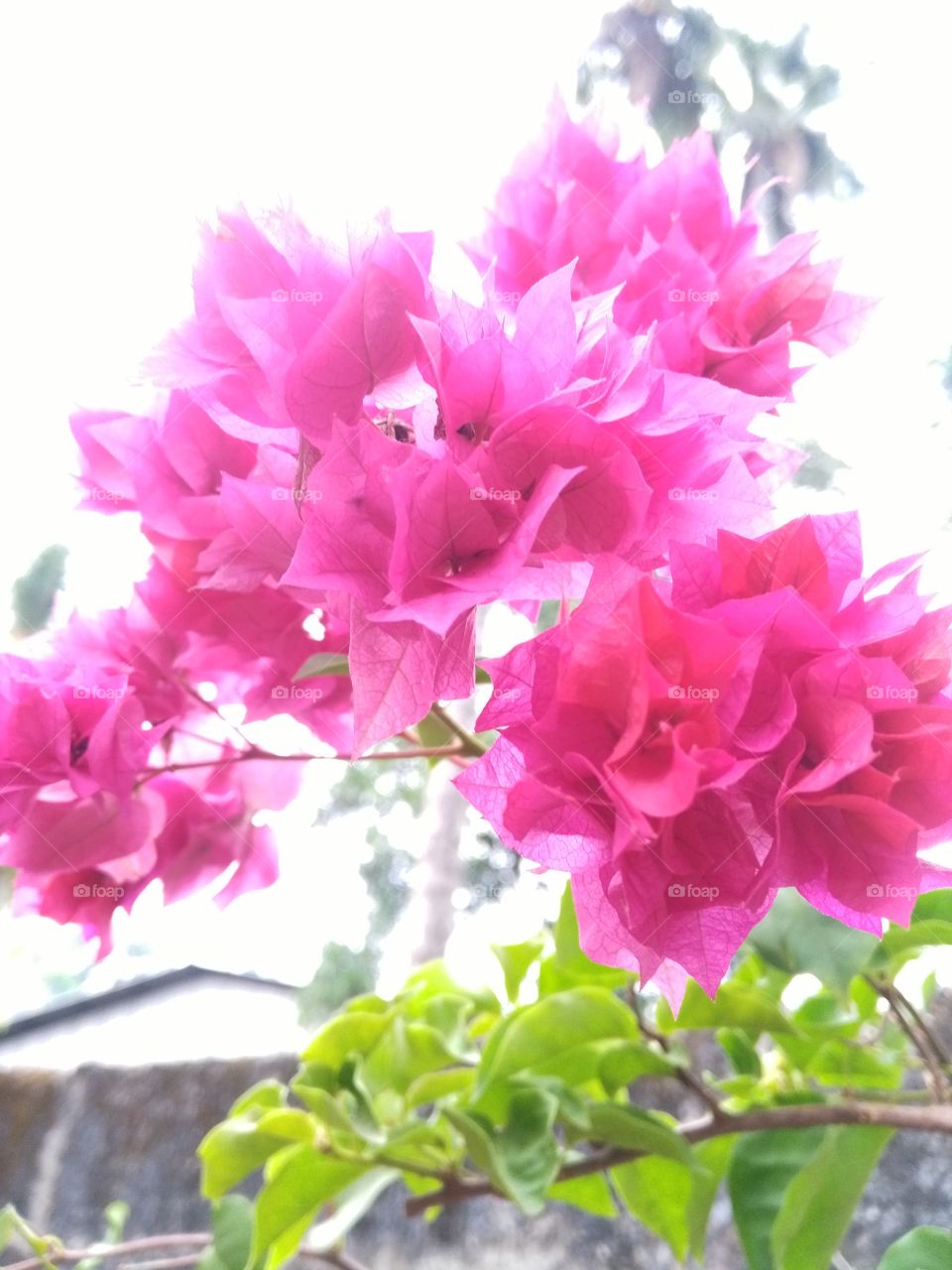 Verry beautifull Rose flowers .nature rose  colour .garden flowers