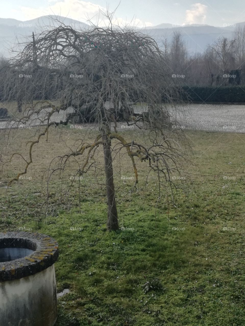 Winter tree: waiting for its new leaves
