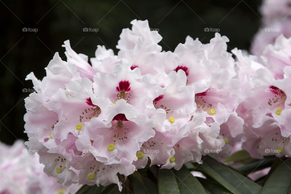 Rhododendron white pink blooming . Rododendron  vit rosa 