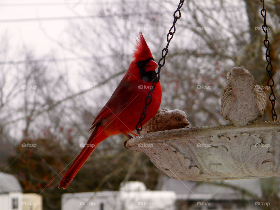 Beautiful male cardinal eating out of our feeder