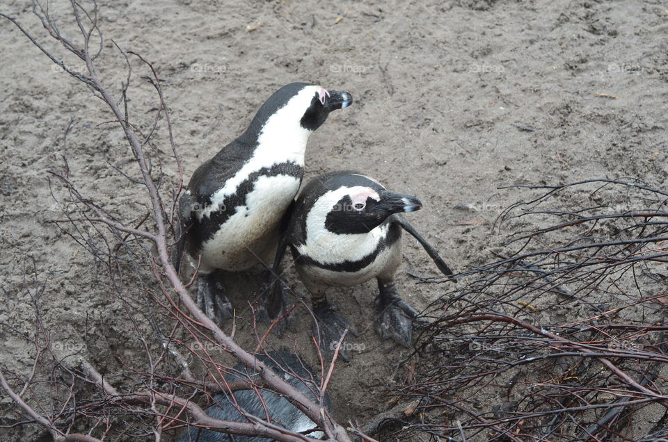 African penguins in South Africa