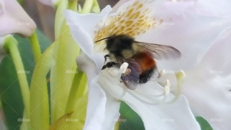 just a bee on a flower pt 5