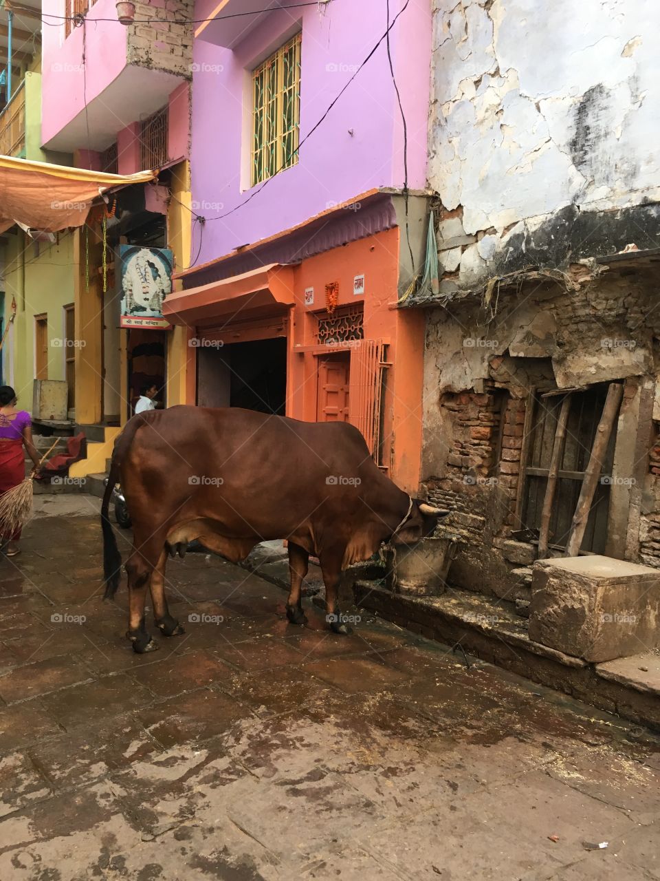 Cow, India, Varanasi, Street, Eating, Alley, animal