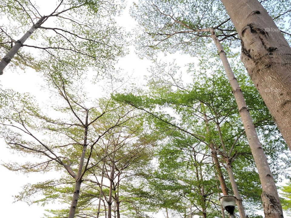 Dadong Wetlands Park lotus forest