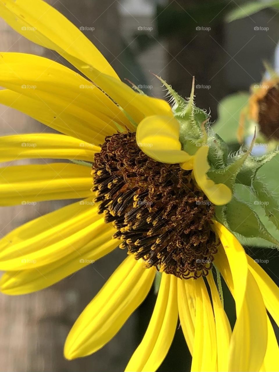 Closeup of a yellow daisy. Clear brown pistol and tiny hairs on its green leaves 🍃