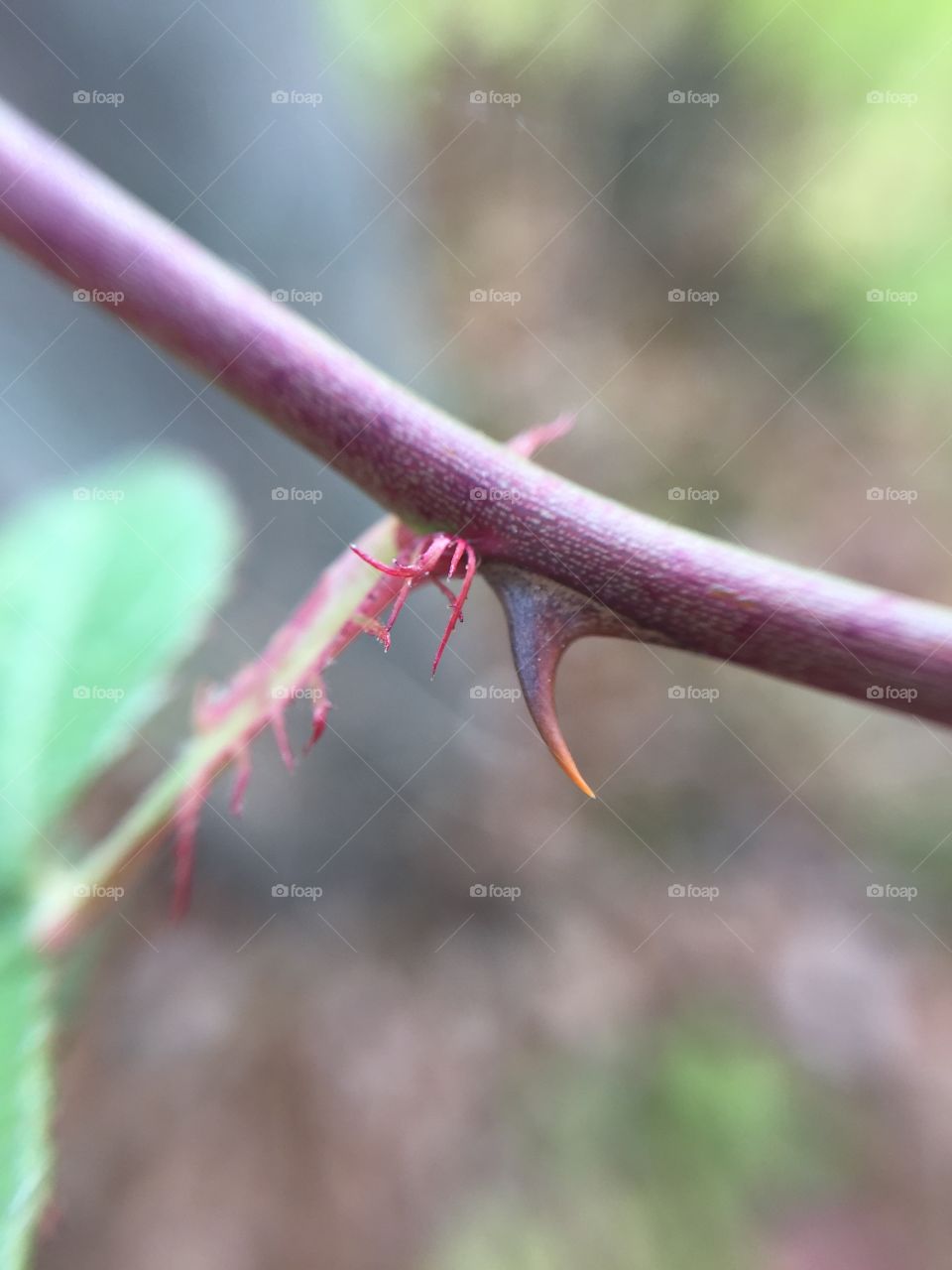 Abstract leaf and thorn