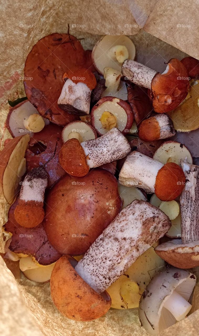 orange cap boletus tasty summer food