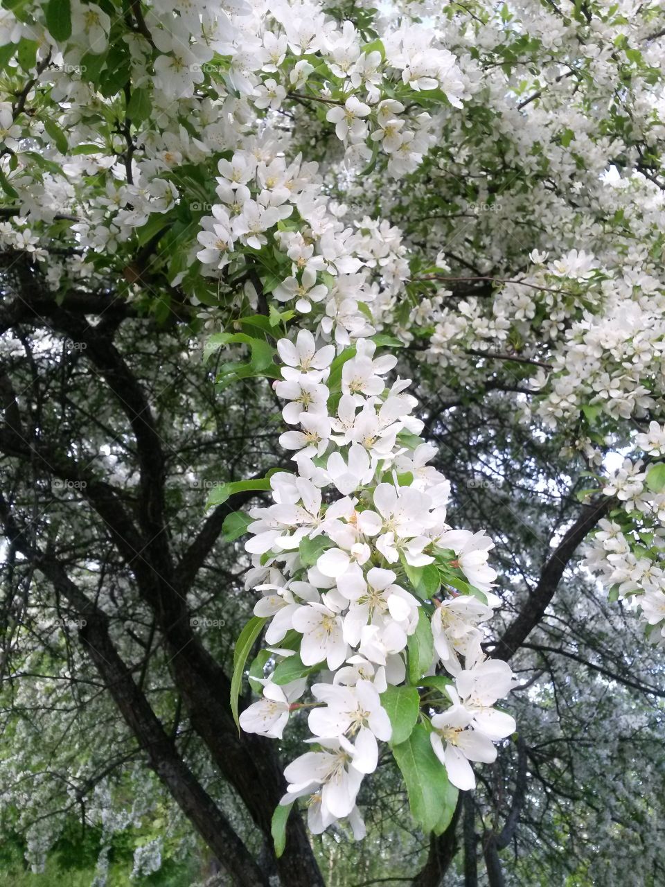flowers in a tree 