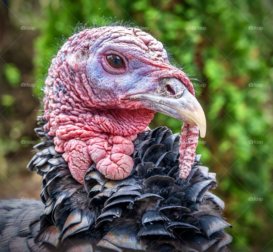 Turkey heads with red markings and black feathers 