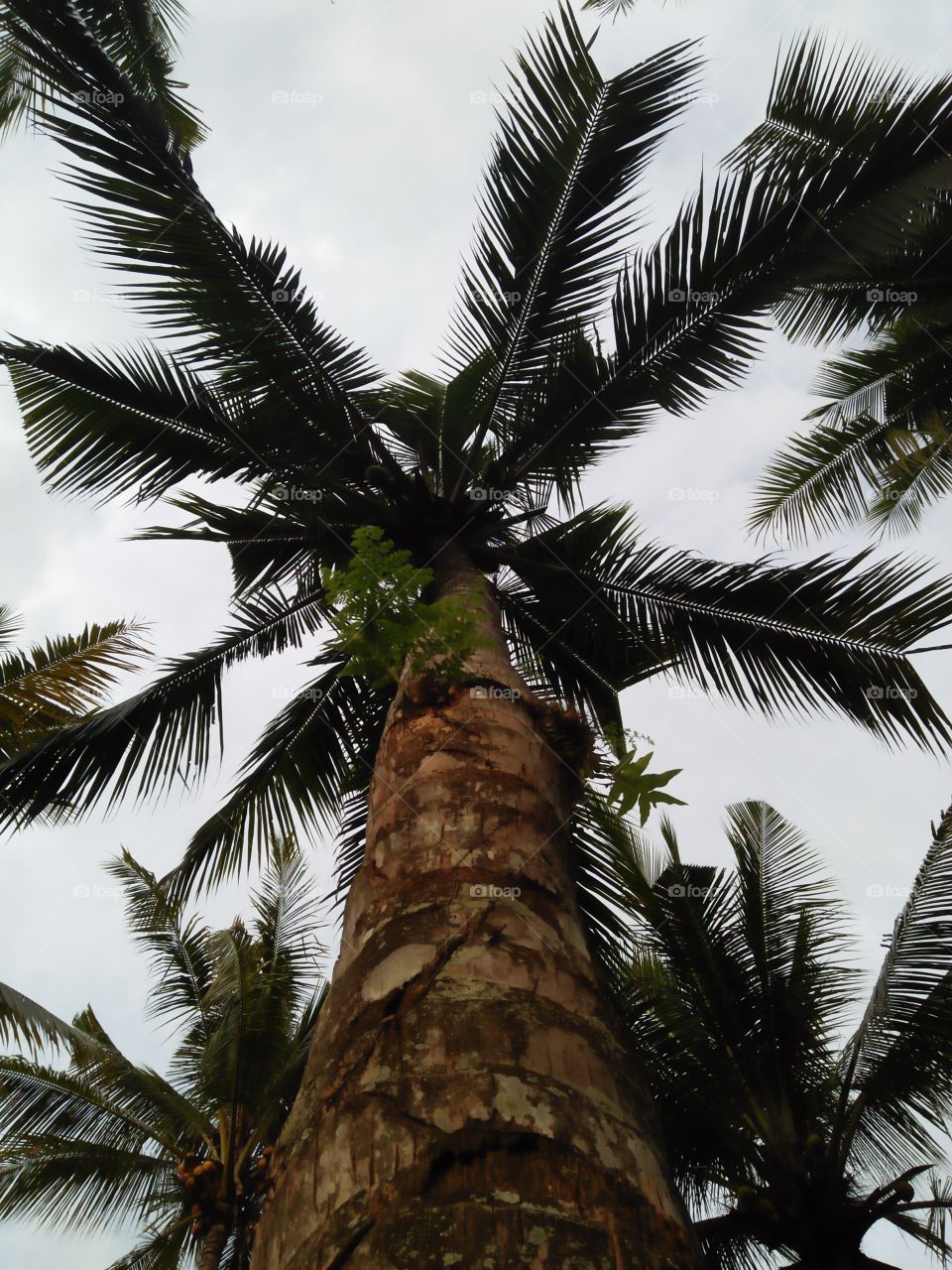 Coconut tress