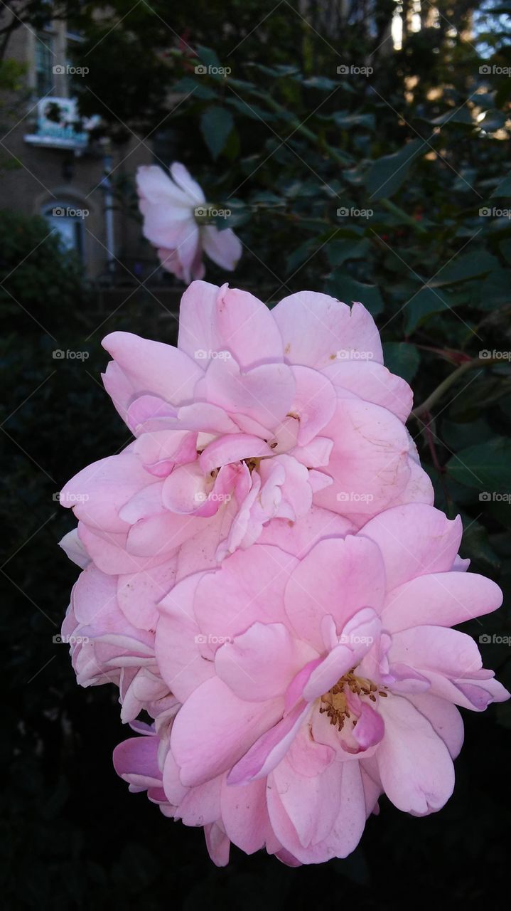 Flower, Flora, Garden, Nature, Petal