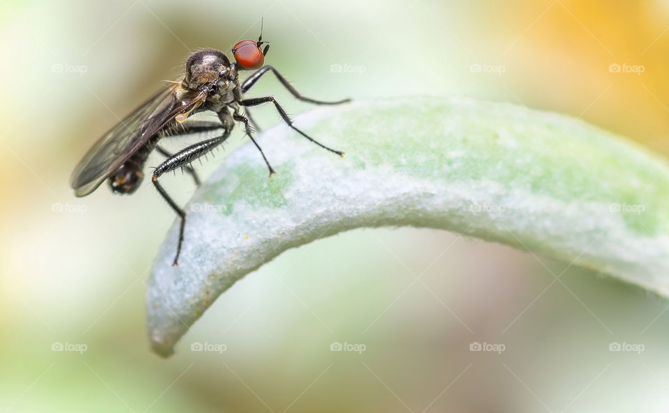 macro closeup insect fly by aliasant