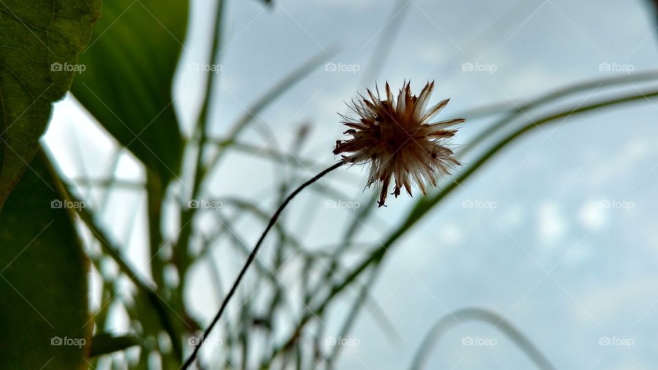 No Person, Flora, Flower, Leaf, Nature
