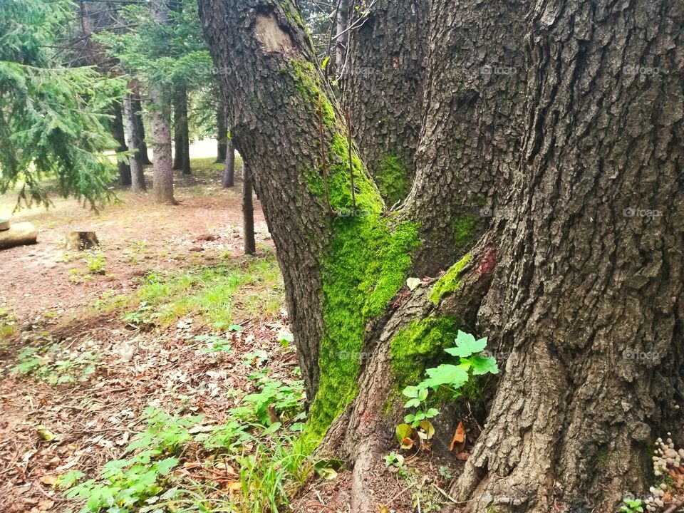 Moss on a tree