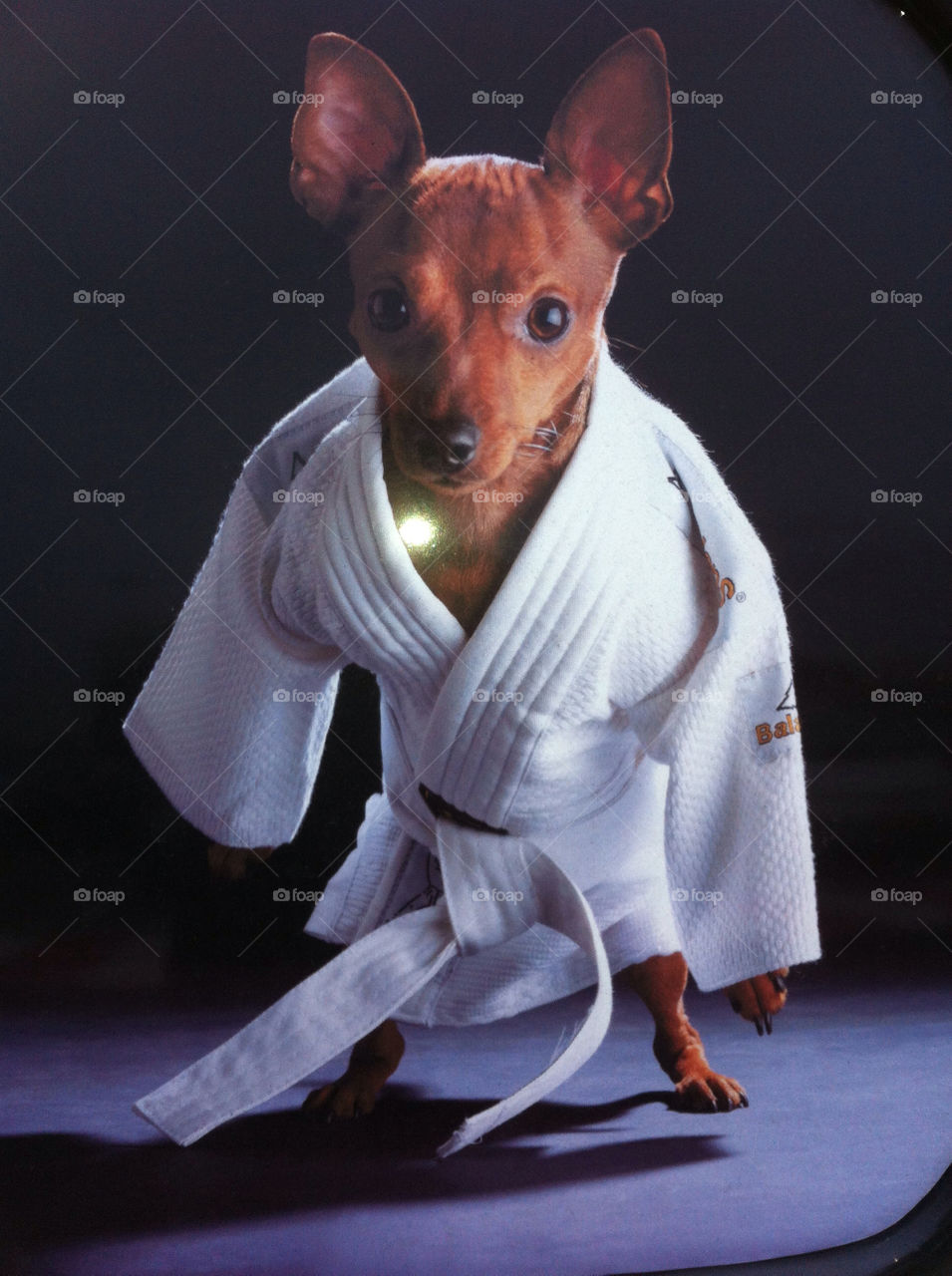 fighter dog fight mma hardcore kimono gi by duncan070