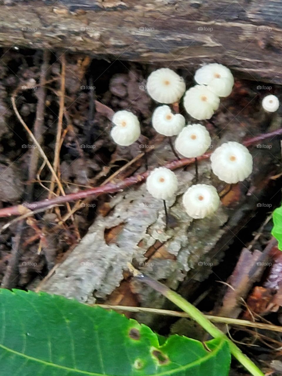 Toadstool in the woods