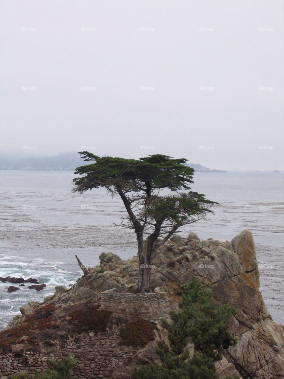 ocean tree vacation sea by mauimar