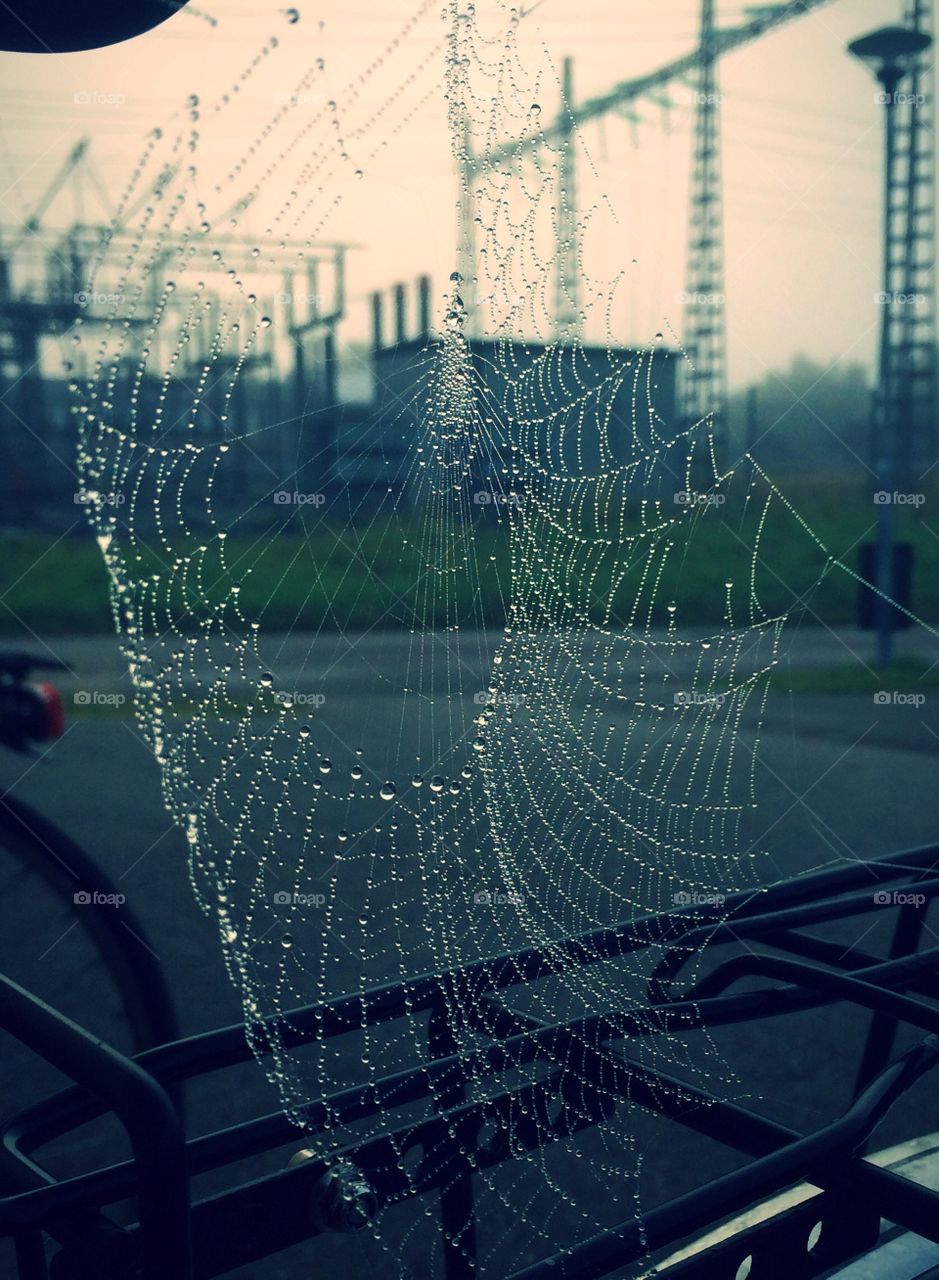 Spider web on a rainy day