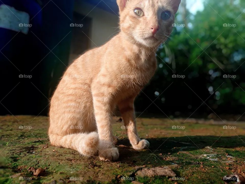 cat