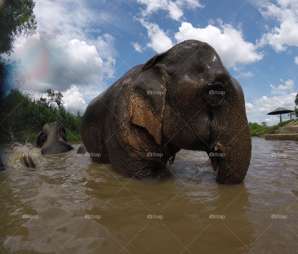 Elephant baths 