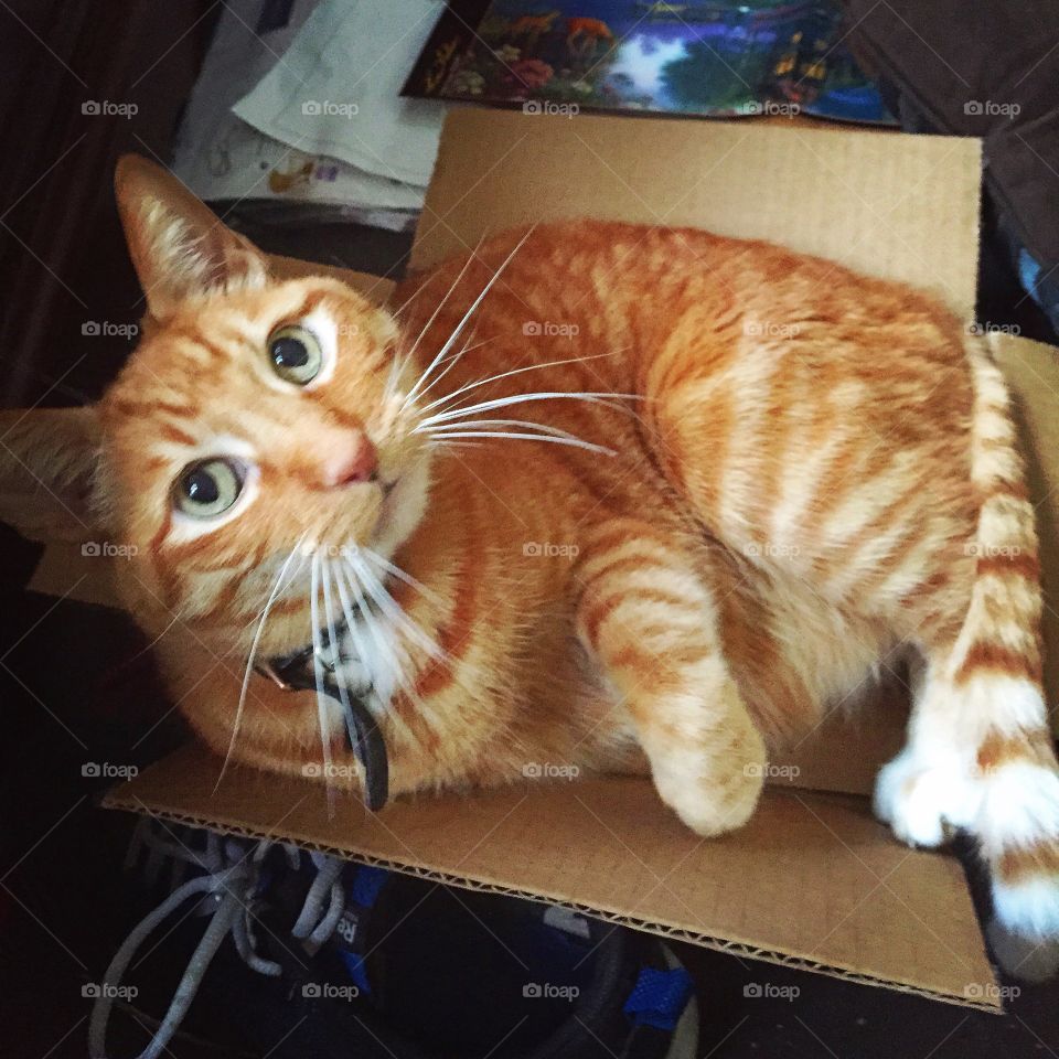 Orange cat in a cardboard box
