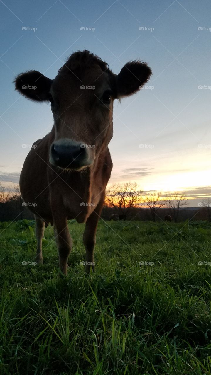 my ladies love lush grass