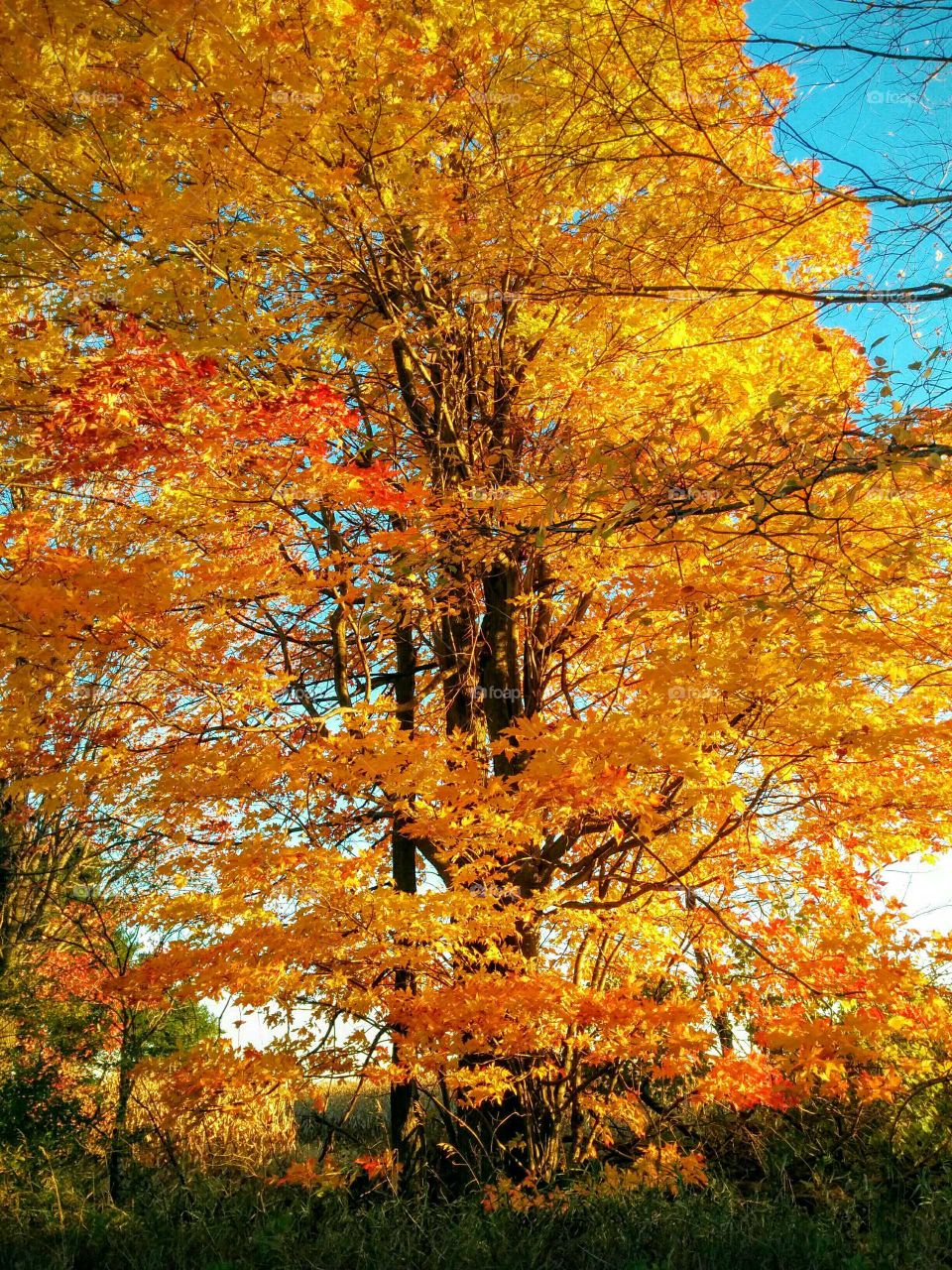 yellow tree