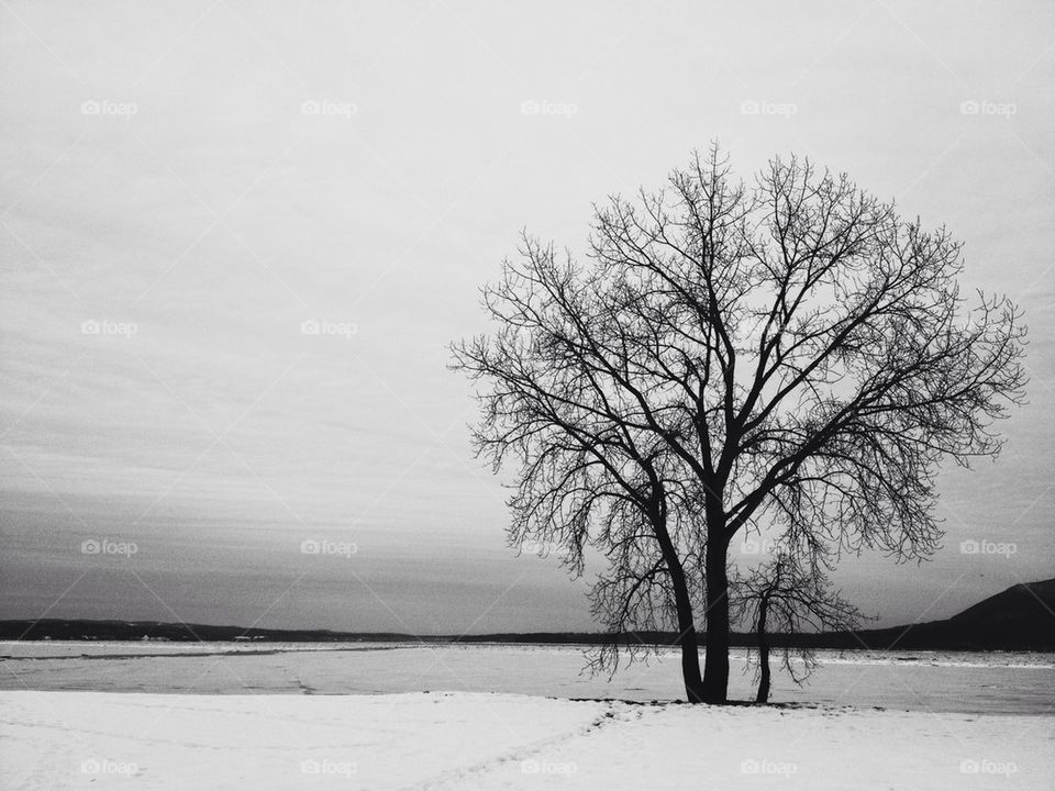 View of a lone tree during winter