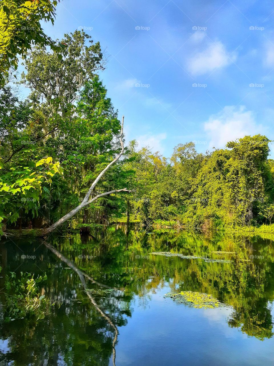 A beautiful landscape photo of Alice's Pond at Mead Botanical Garden in Winter Park, Florida.