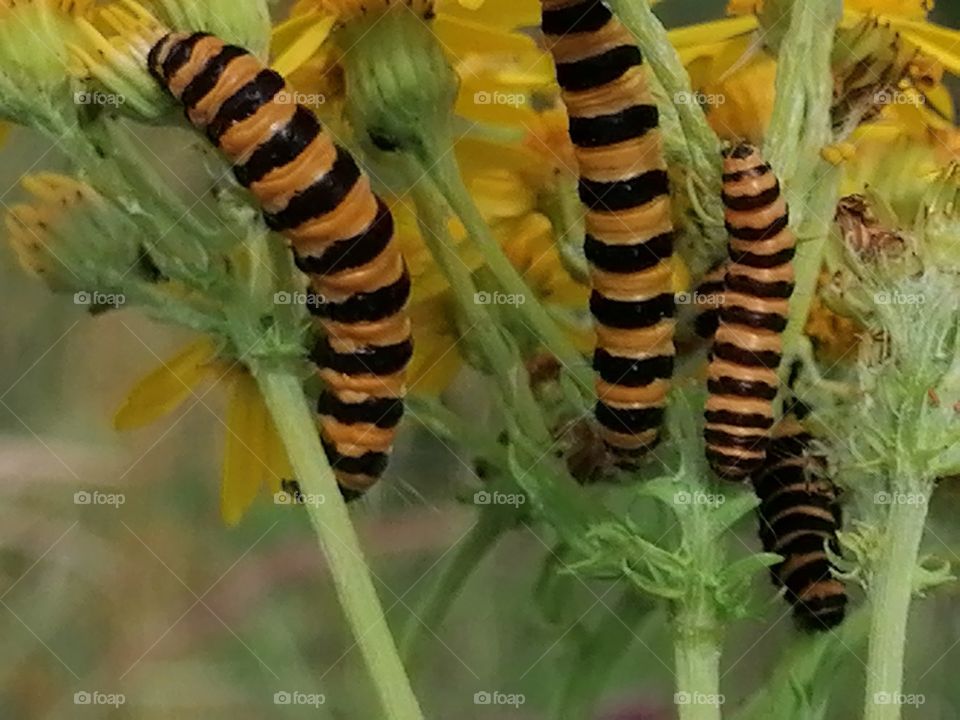 A lot of young butterflys By happy meal