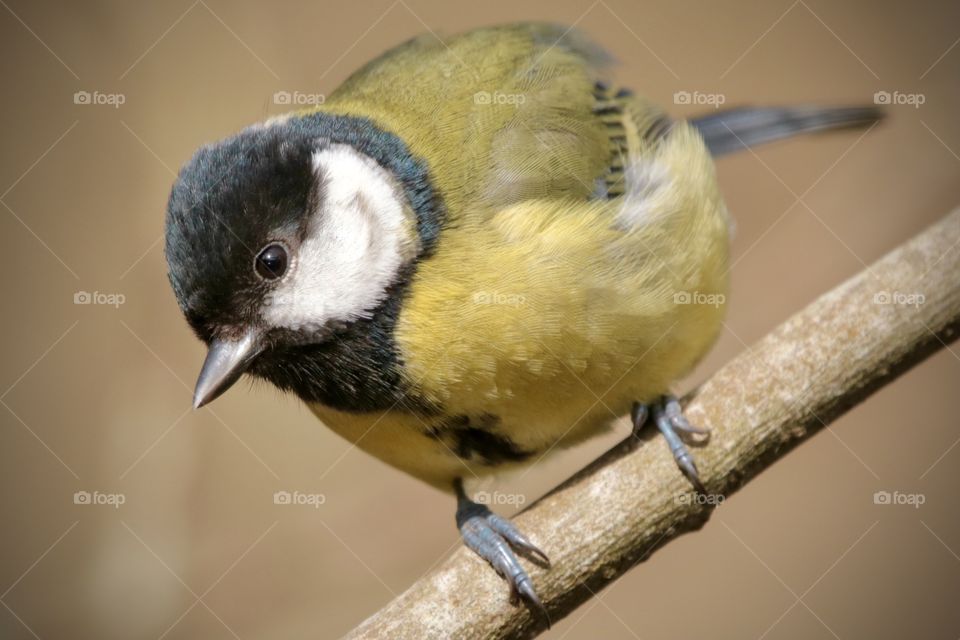Great tit