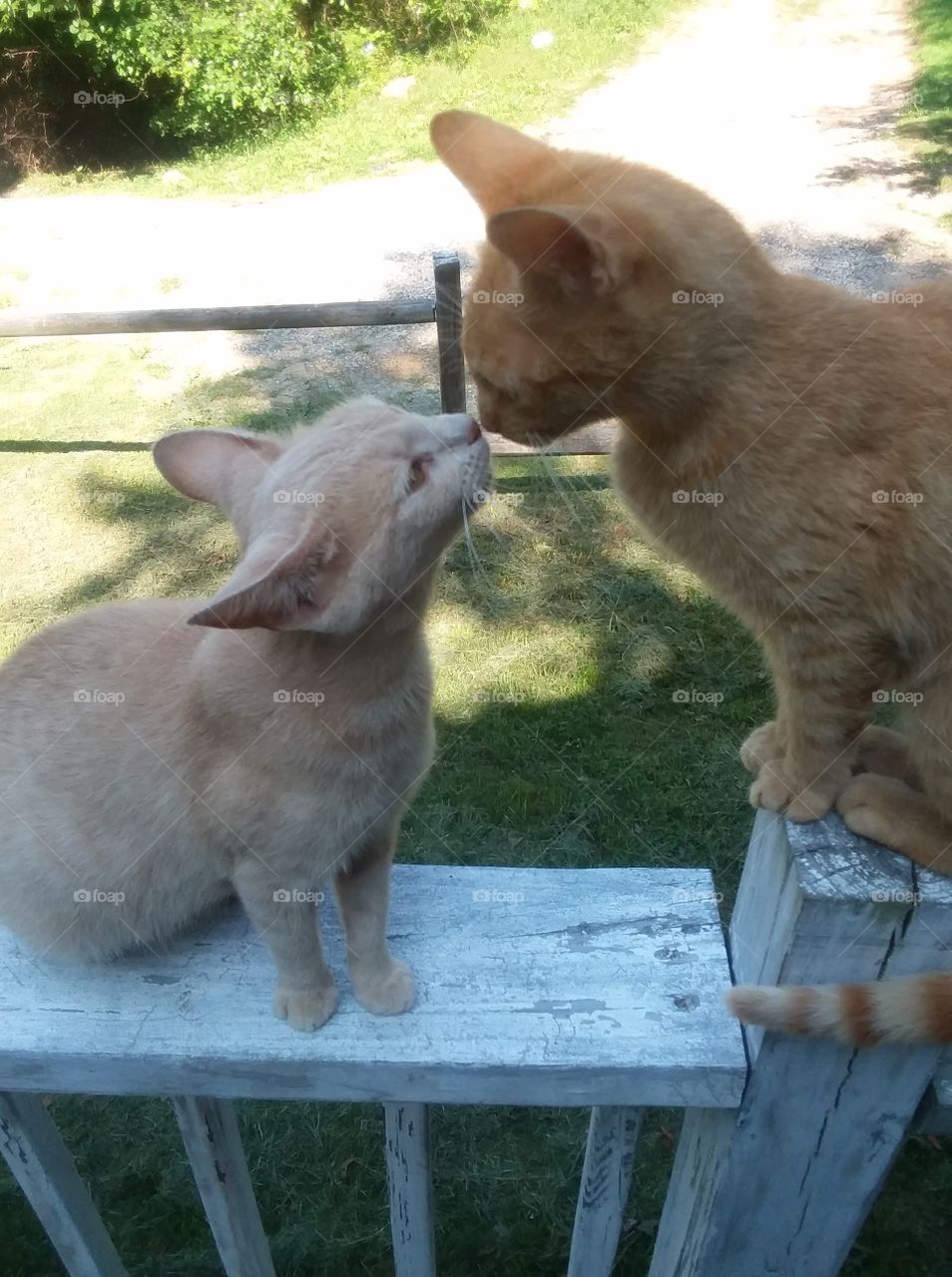 Kitten Kisses