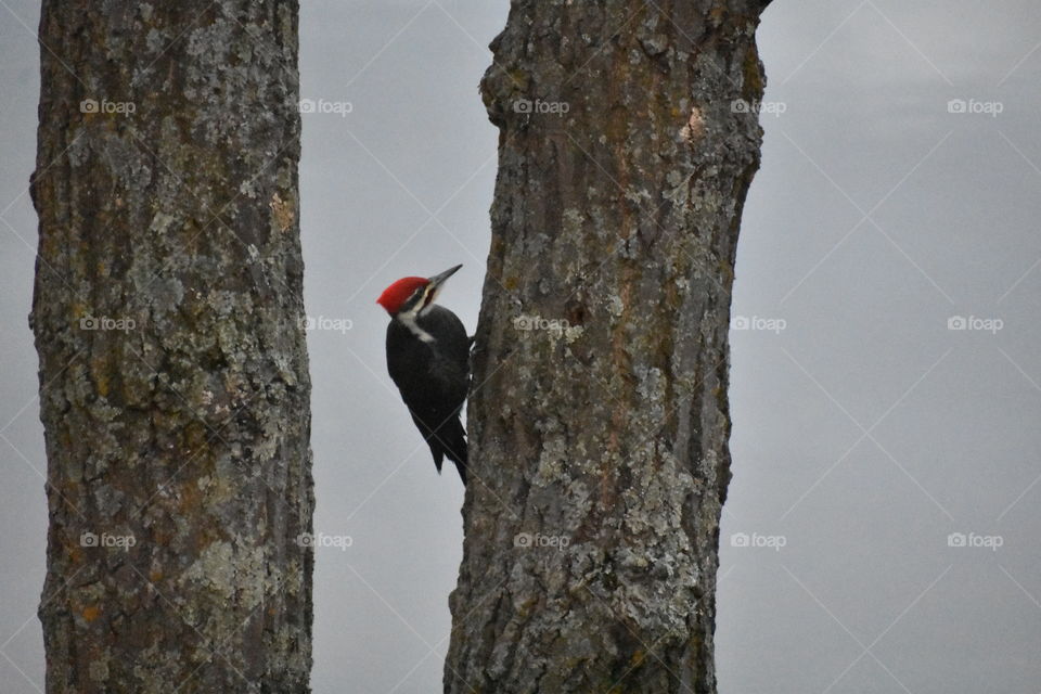 Pretty woodpecker