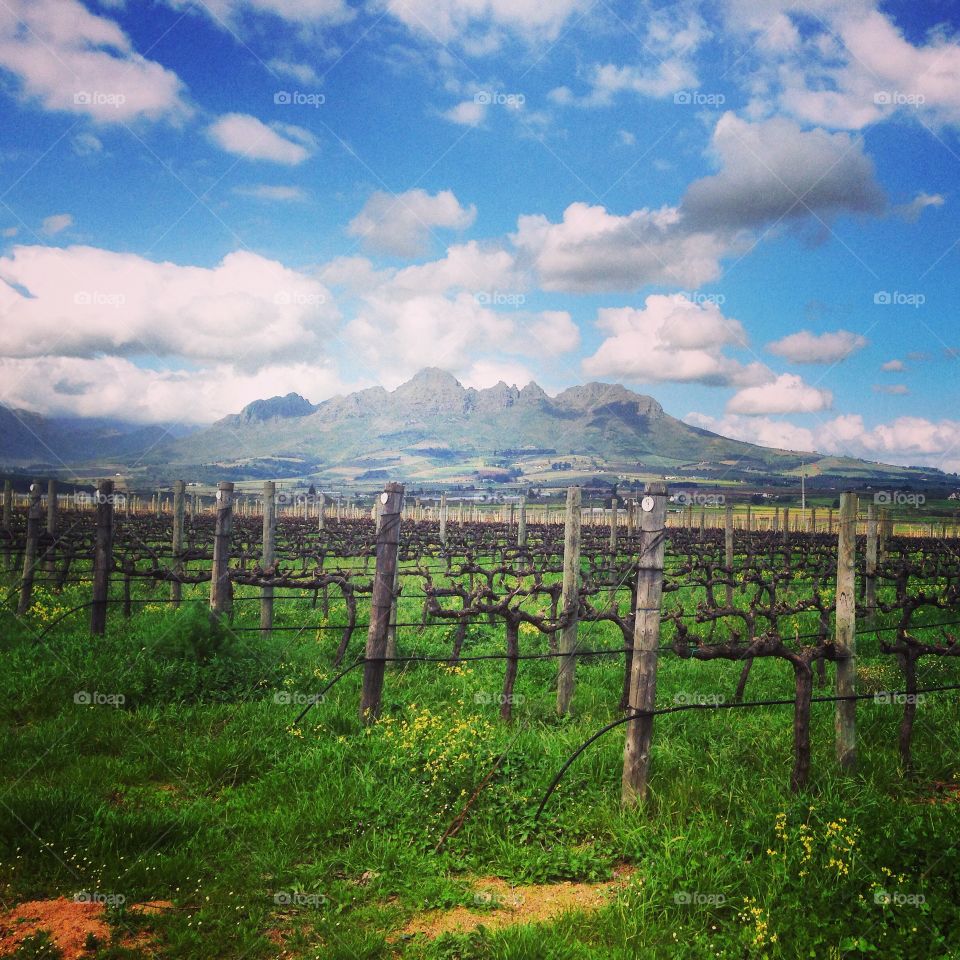 Clouds, blue skies, mountains and green grass in the empty vineyards when crop is low 