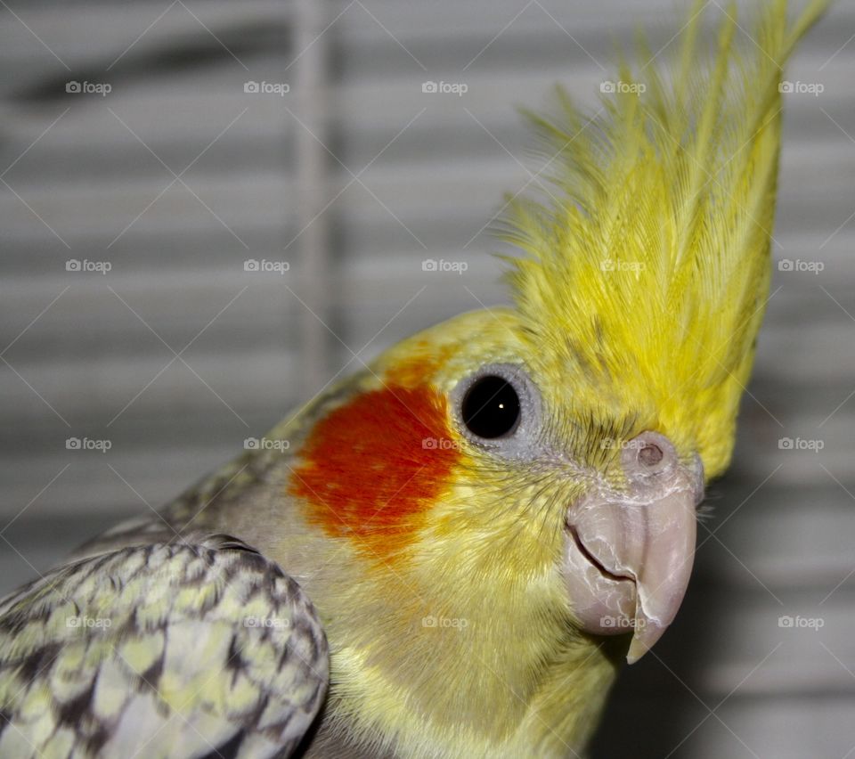 It is a parakeet. On the top of its head it has yellow feathers as does its crest. The photograph is taken closely so that it can be appreciated well.