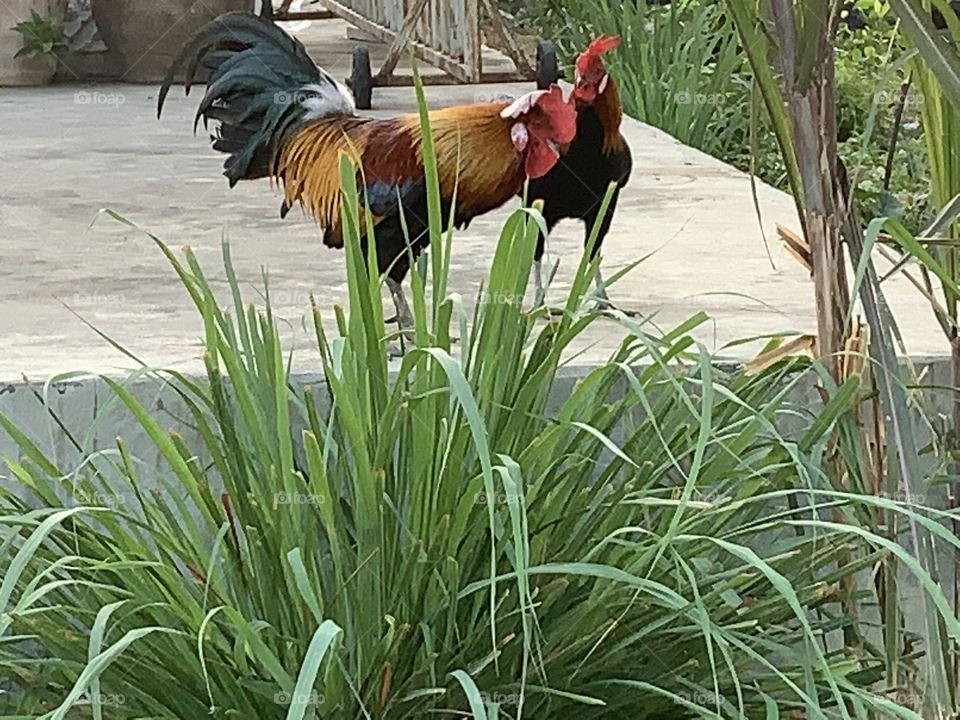 The stories of the hens , Countryside ( Thailand)