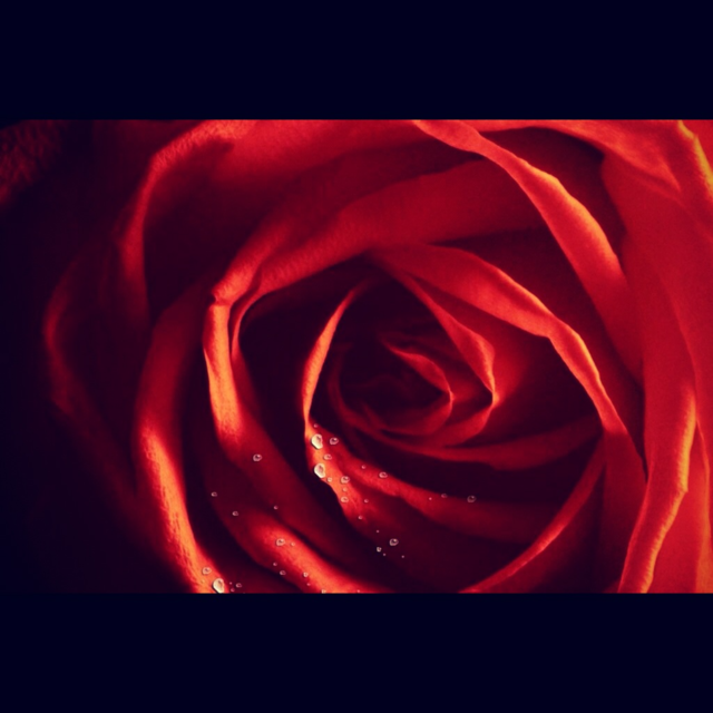 nature flower red love by gaguling