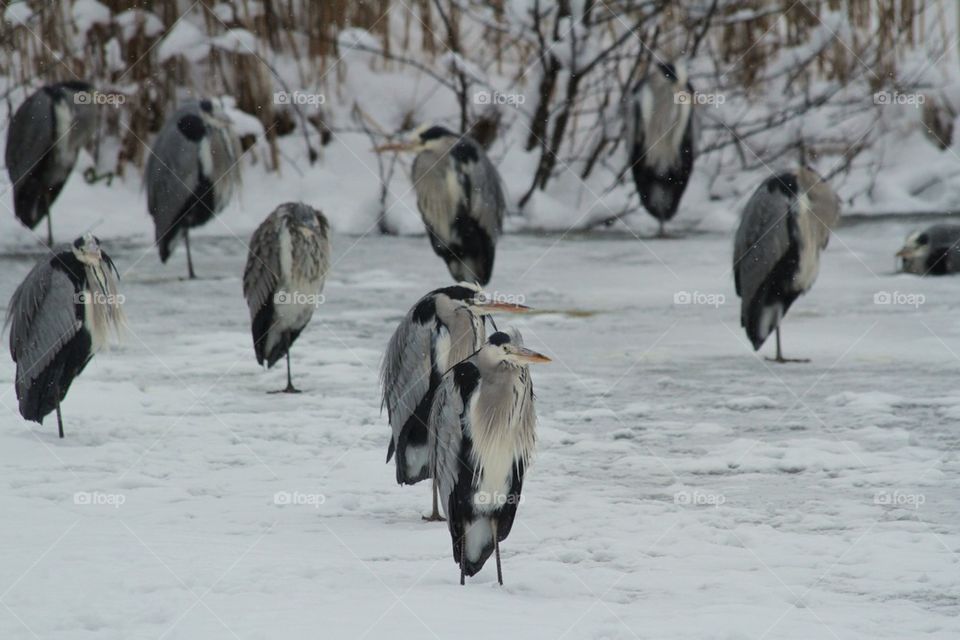 The frozen egret