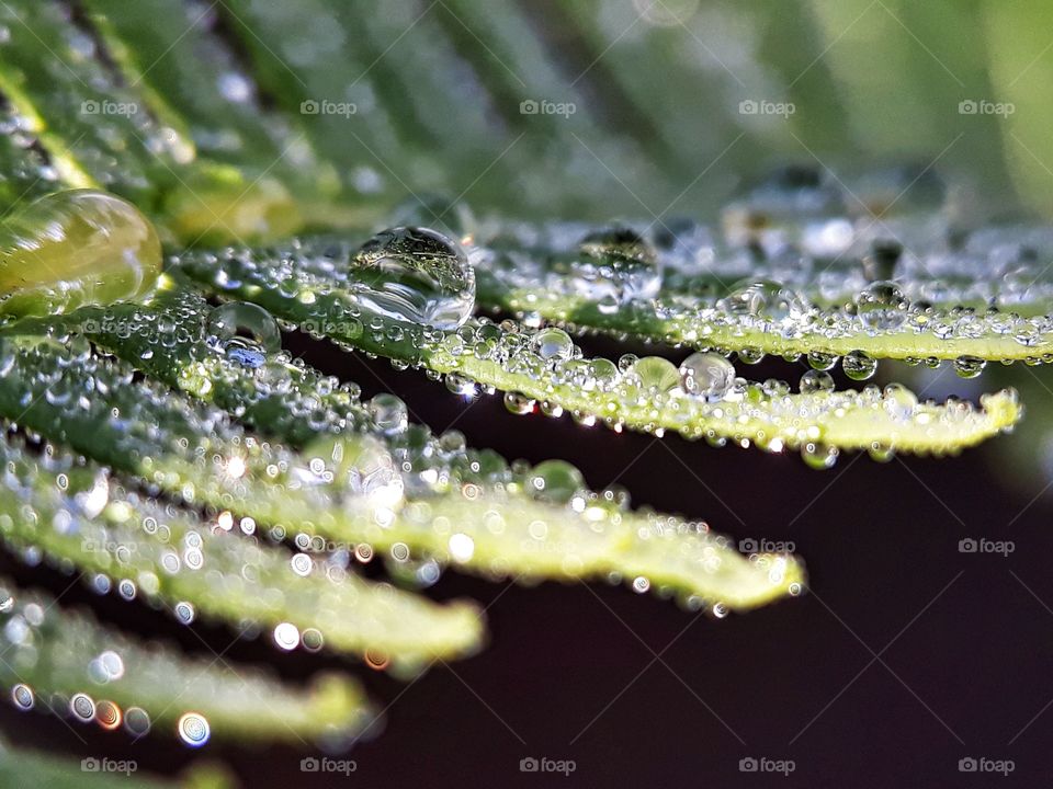 dew on fern leaf