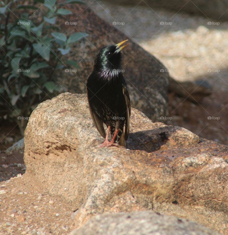 Starling Standing on a Rock